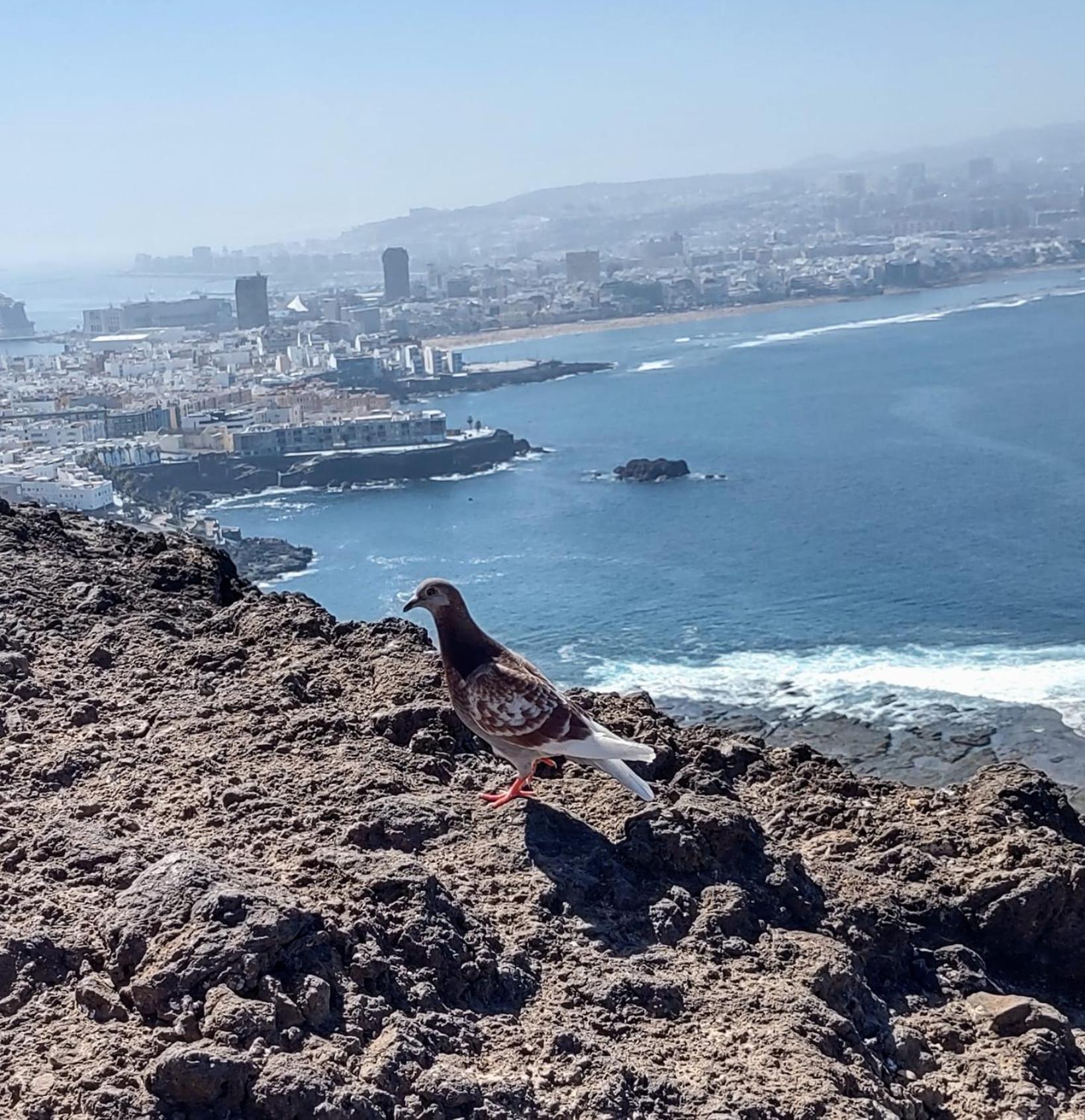 Bkd1 - Apartamento Entero A 50 Metros Playa De Las Canteras Las Palmas de Gran Canaria Dış mekan fotoğraf